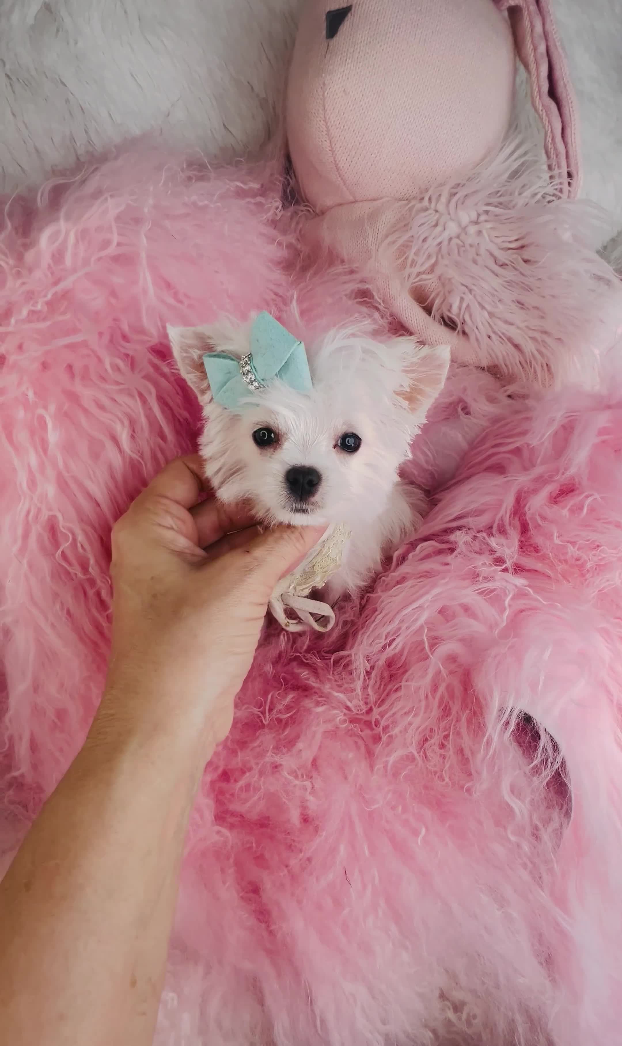 Maltese dogs for sale: Maltese Puppy 1 - Video 1