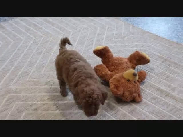 Mini Goldendoodle dogs for sale: Trooper - Video 1