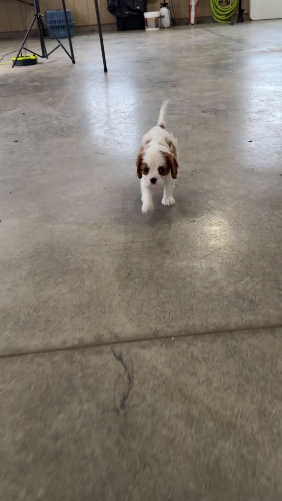 Cavalier King Charles Spaniel dogs for sale: Rascal - Video 1