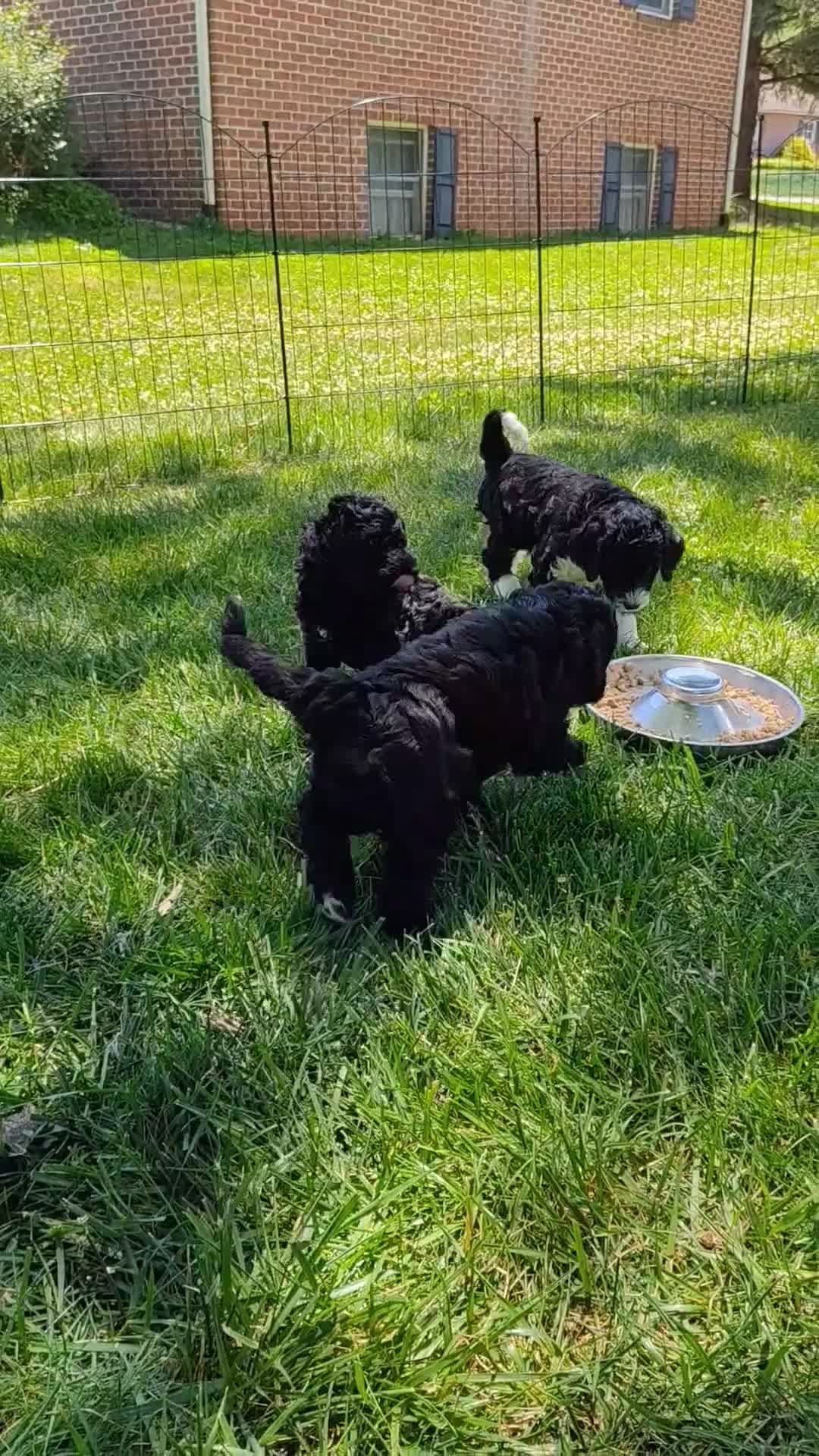 Mixed Breed dogs for sale: Fabio - Video 1