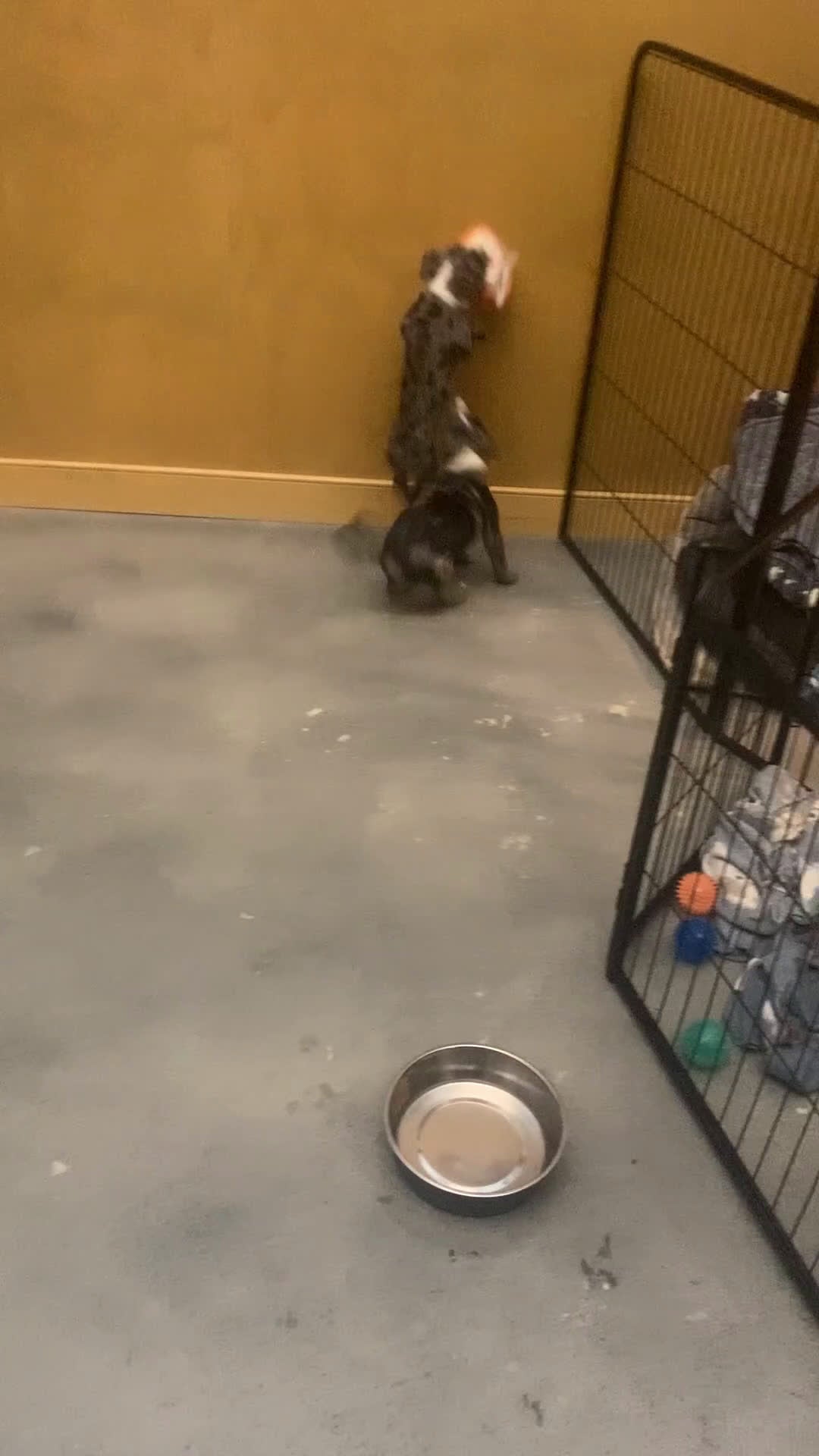 Mixed Breed dogs for sale: Nipper - Video 2