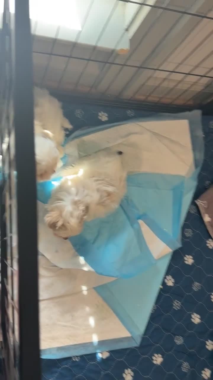 Maltipoo dogs for sale: Maltipoo Puppy 1 - Video 1