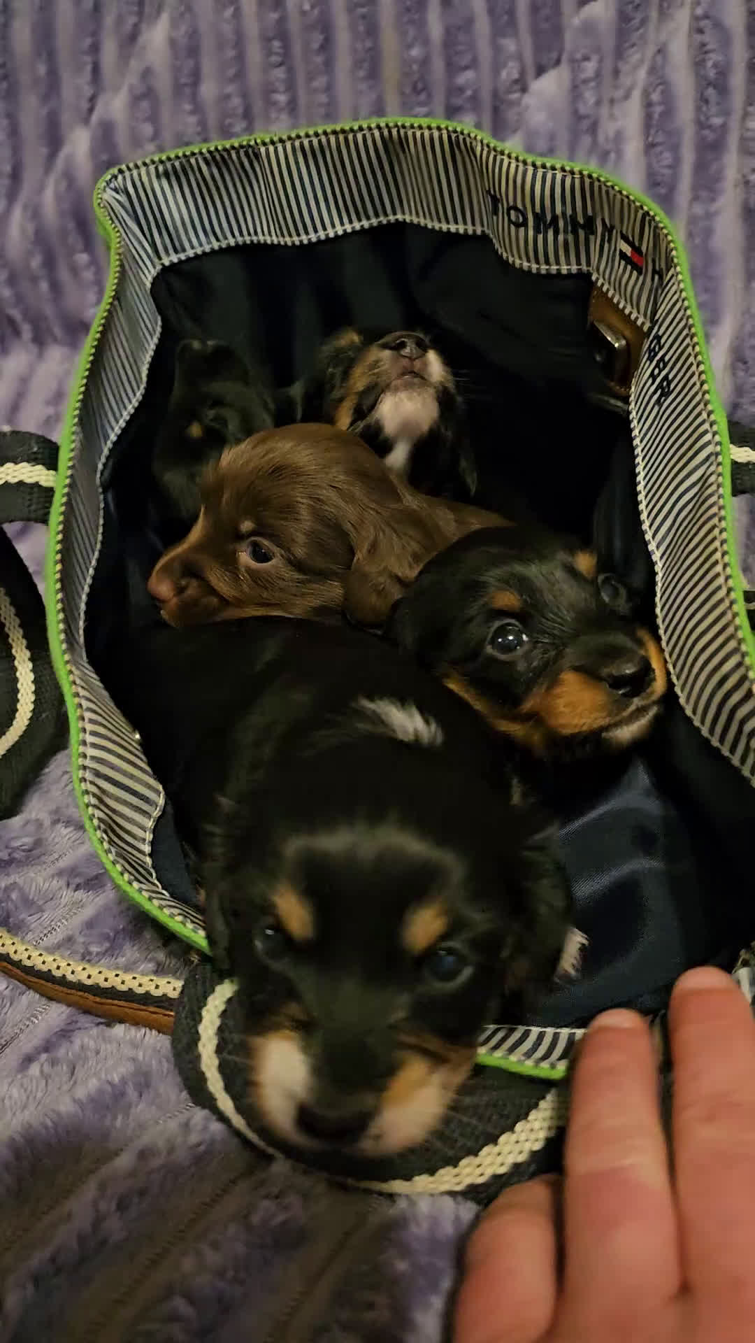 Miniature Dachshund dogs for sale: Hershey - Video 3