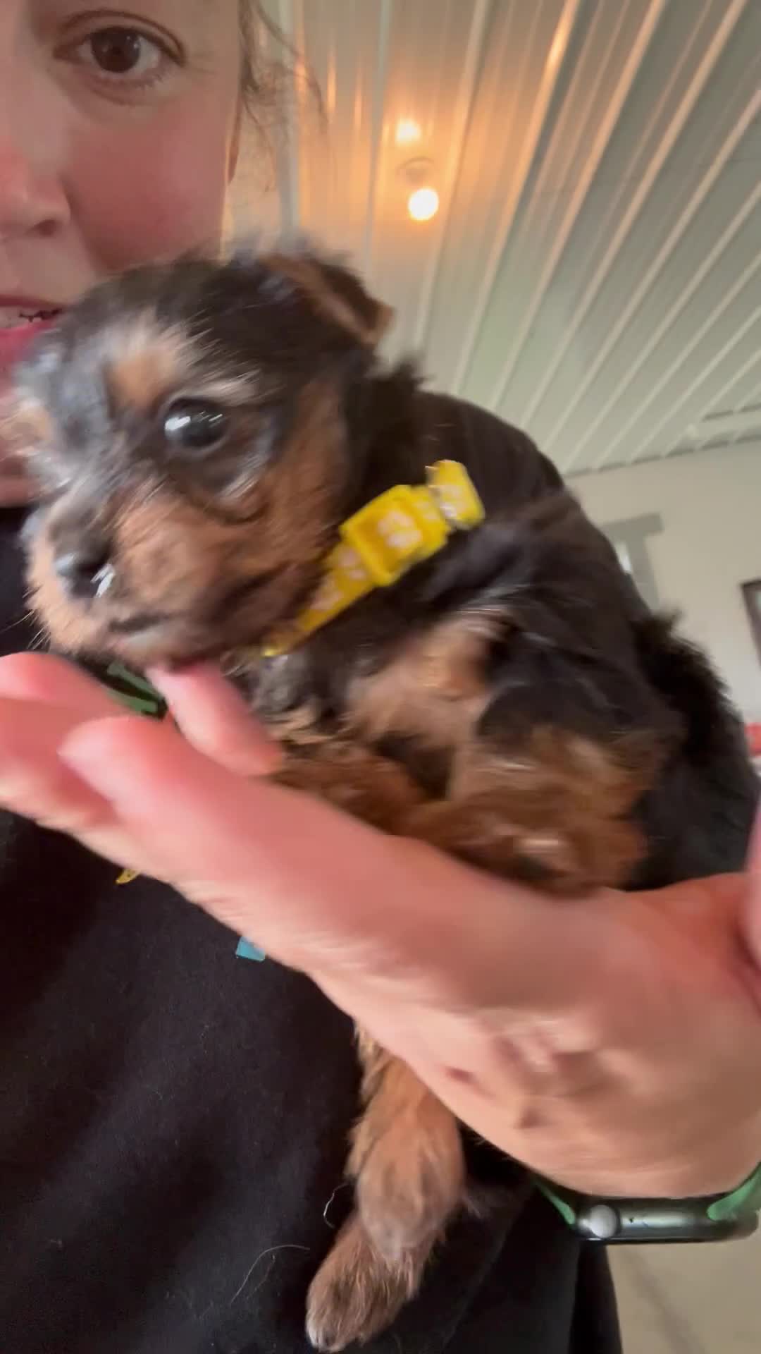 Yorkshire Terrier dogs for sale: Jeff  - Video 1