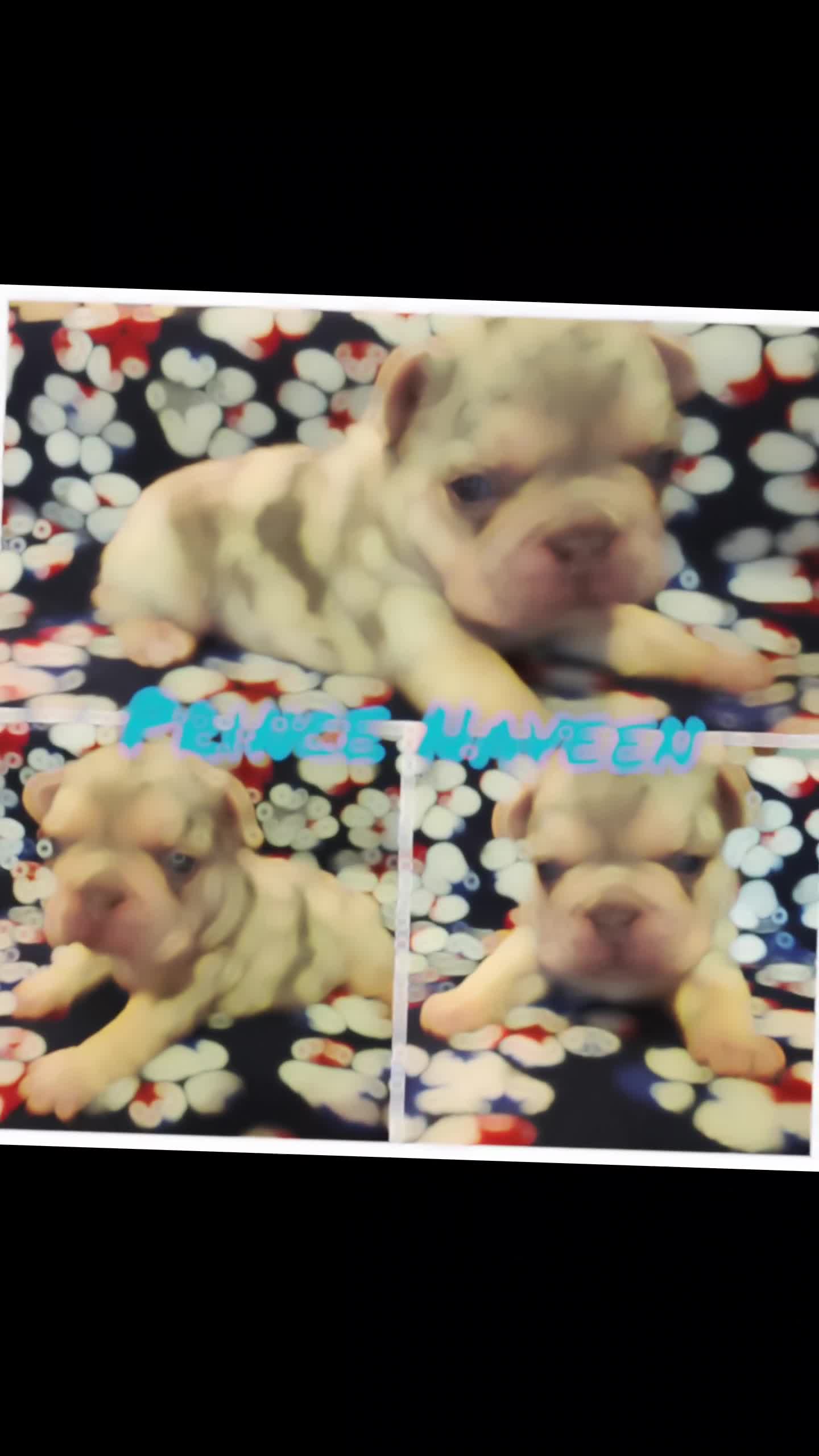 French Bulldog dogs for sale: Prince Phillip - Video 1