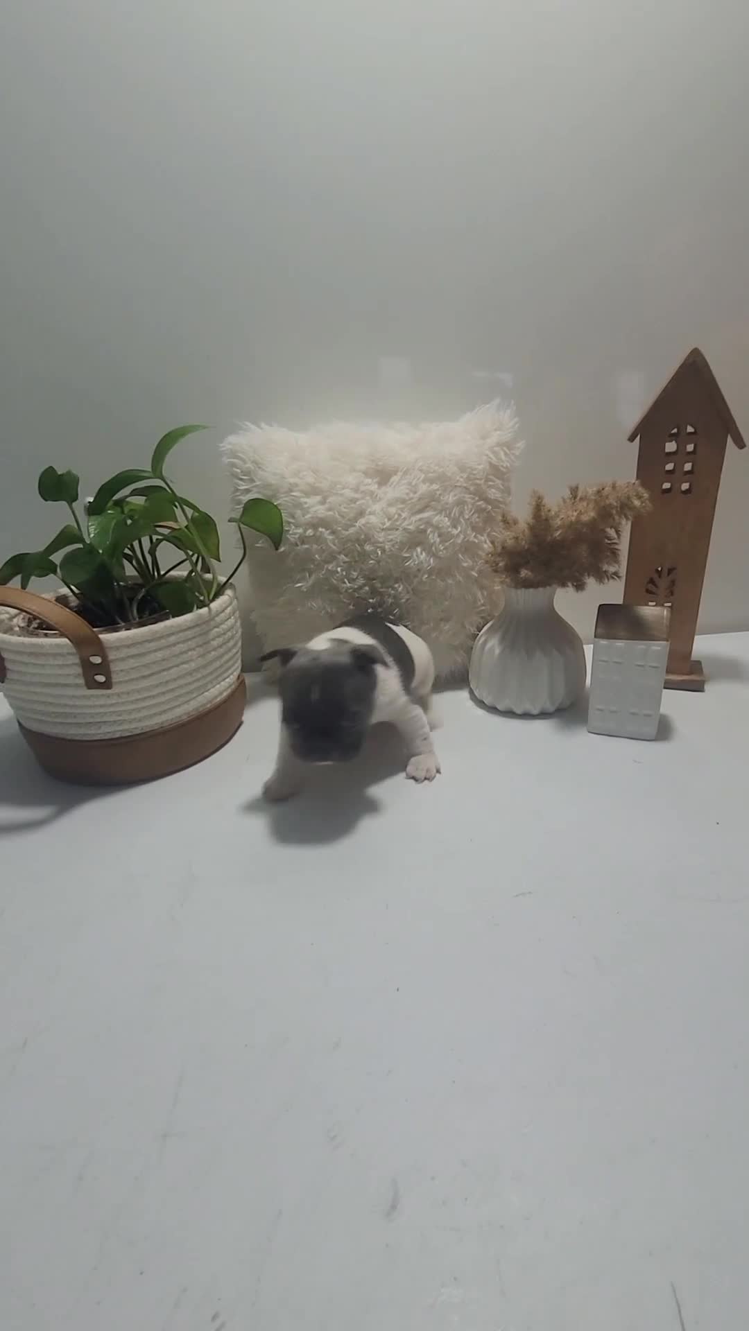 French Bulldog dogs for sale: French Bulldog Puppy 4 - Video 1