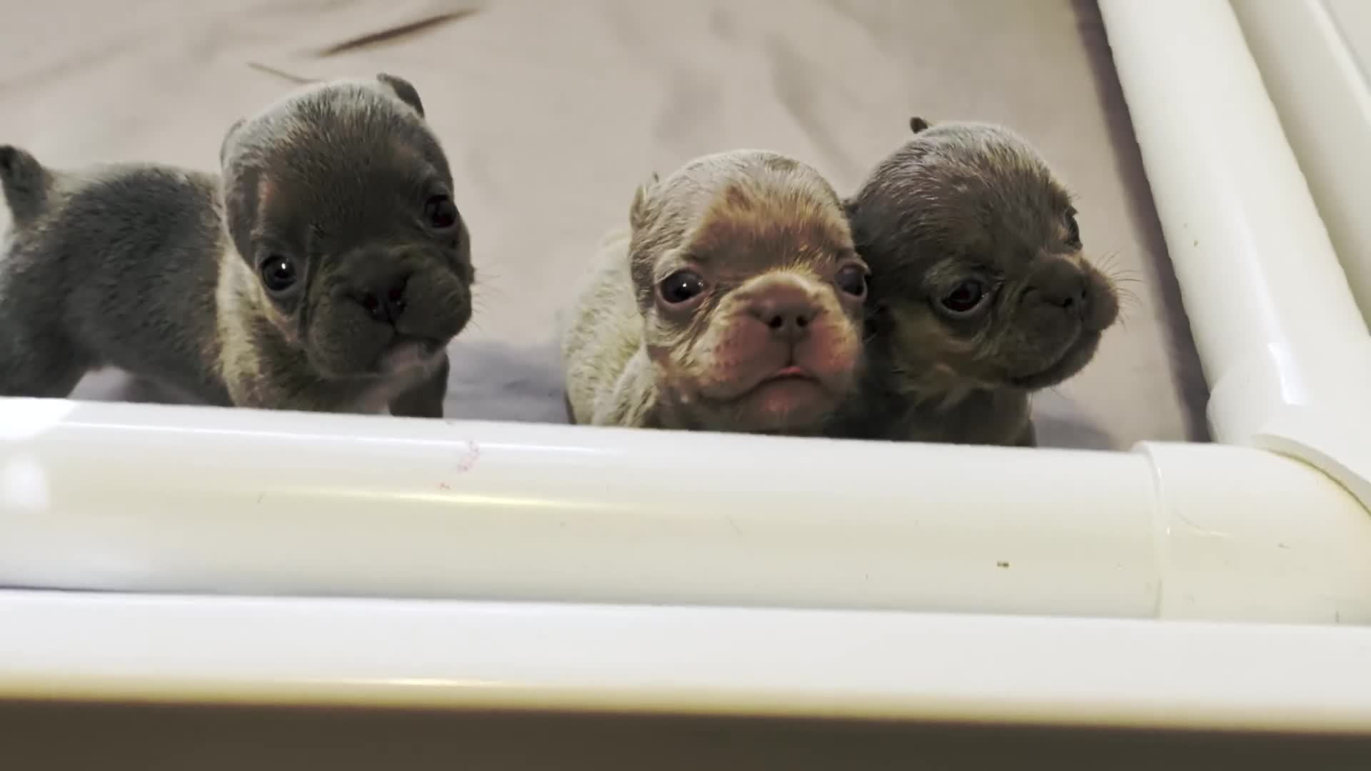 French Bulldog dogs for sale: Ivy ✨ - Video 1