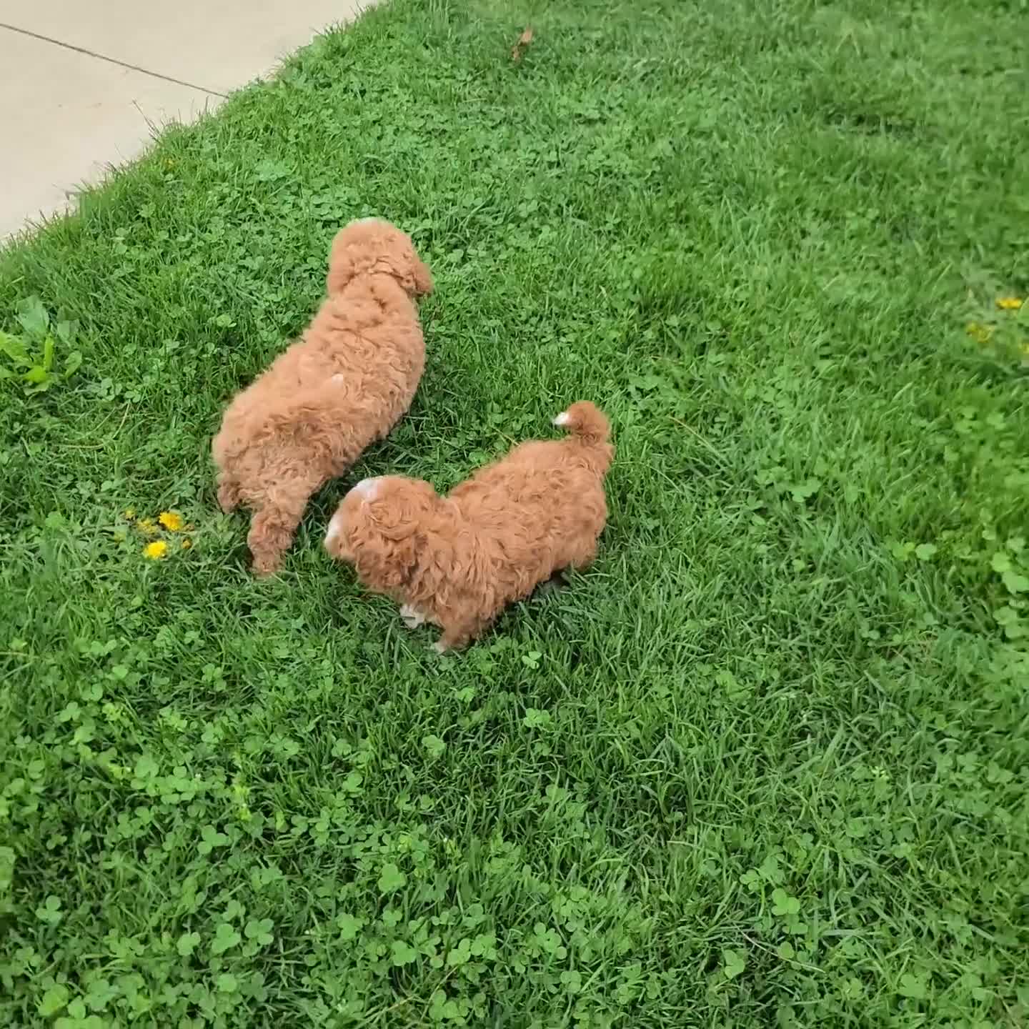 Maltipoo dogs for sale: Captain - Video 1