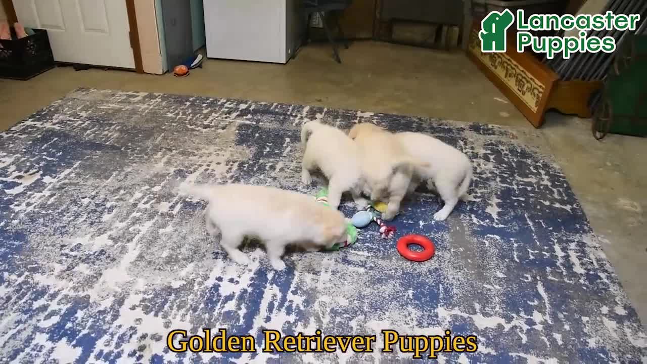 Golden Retriever dogs for sale: Miles - Video 1