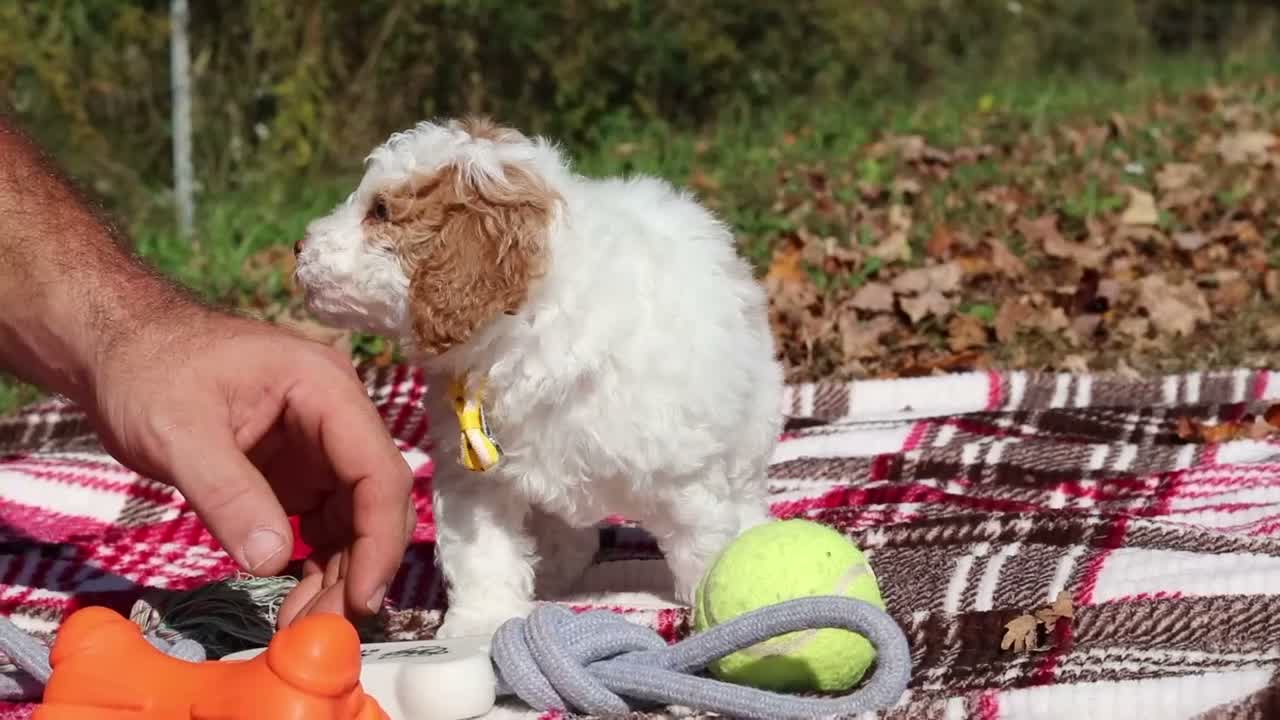 Miniature Poodle dogs for sale: Alfie (AKC) - Video 1