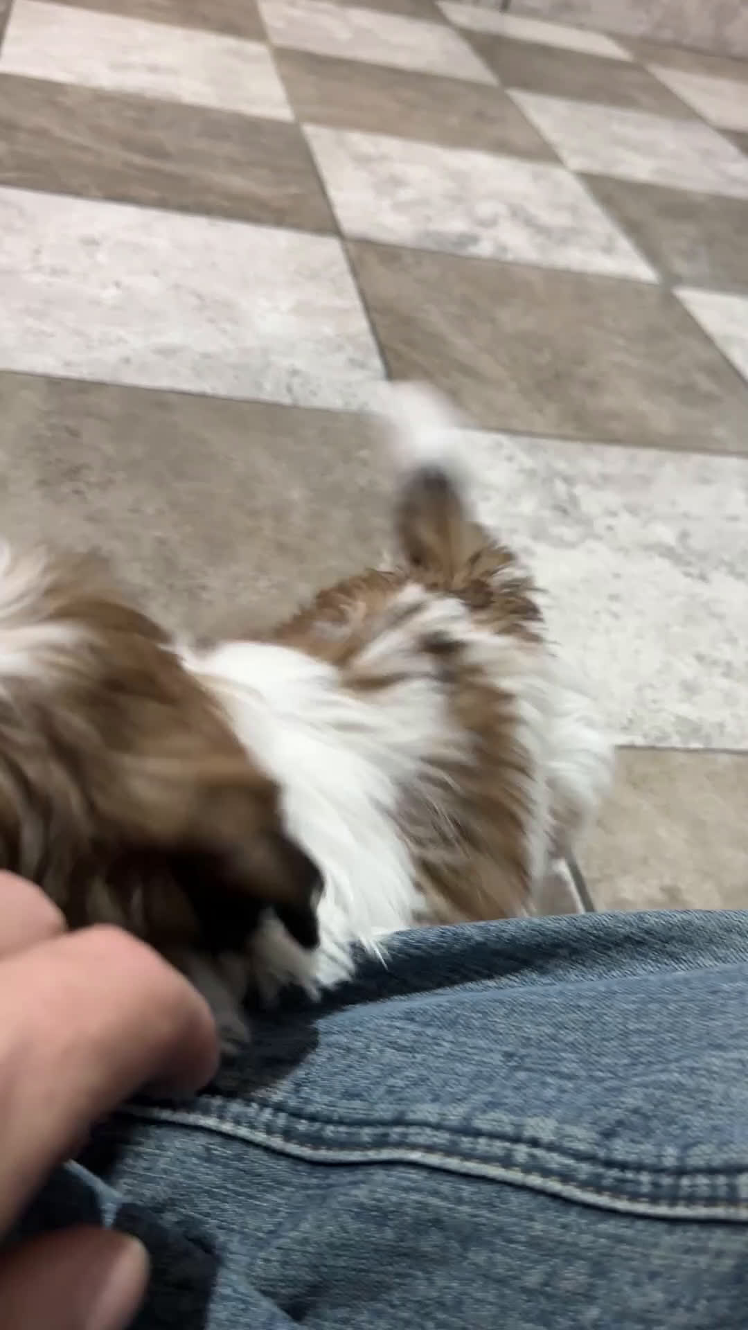 Shih Tzu dogs for sale: Luna - Video 1