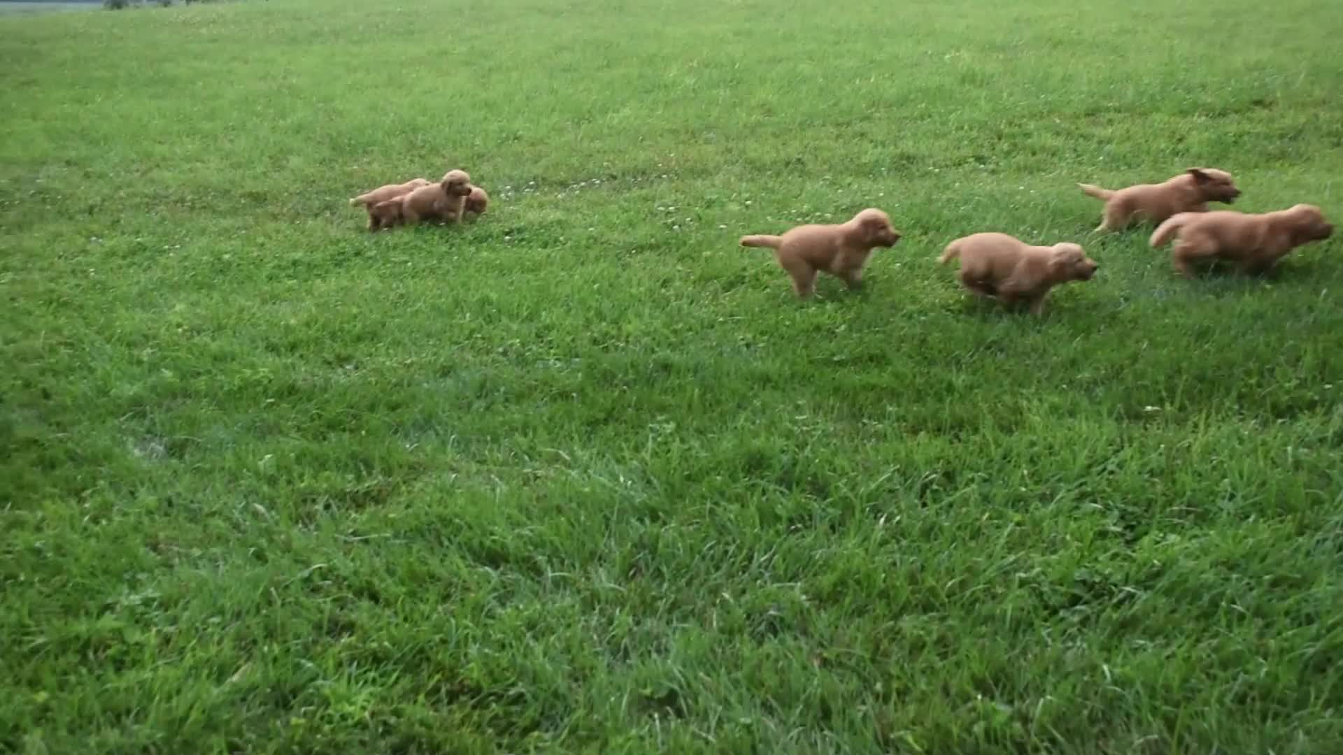 Golden Retriever dogs for sale: Shelly - Video 1