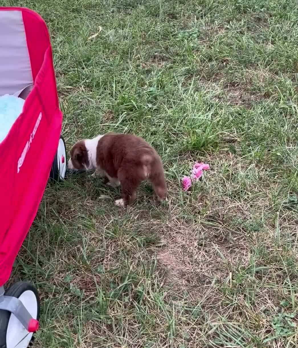Australian Shepherd dogs for sale: Cutie - Video 1