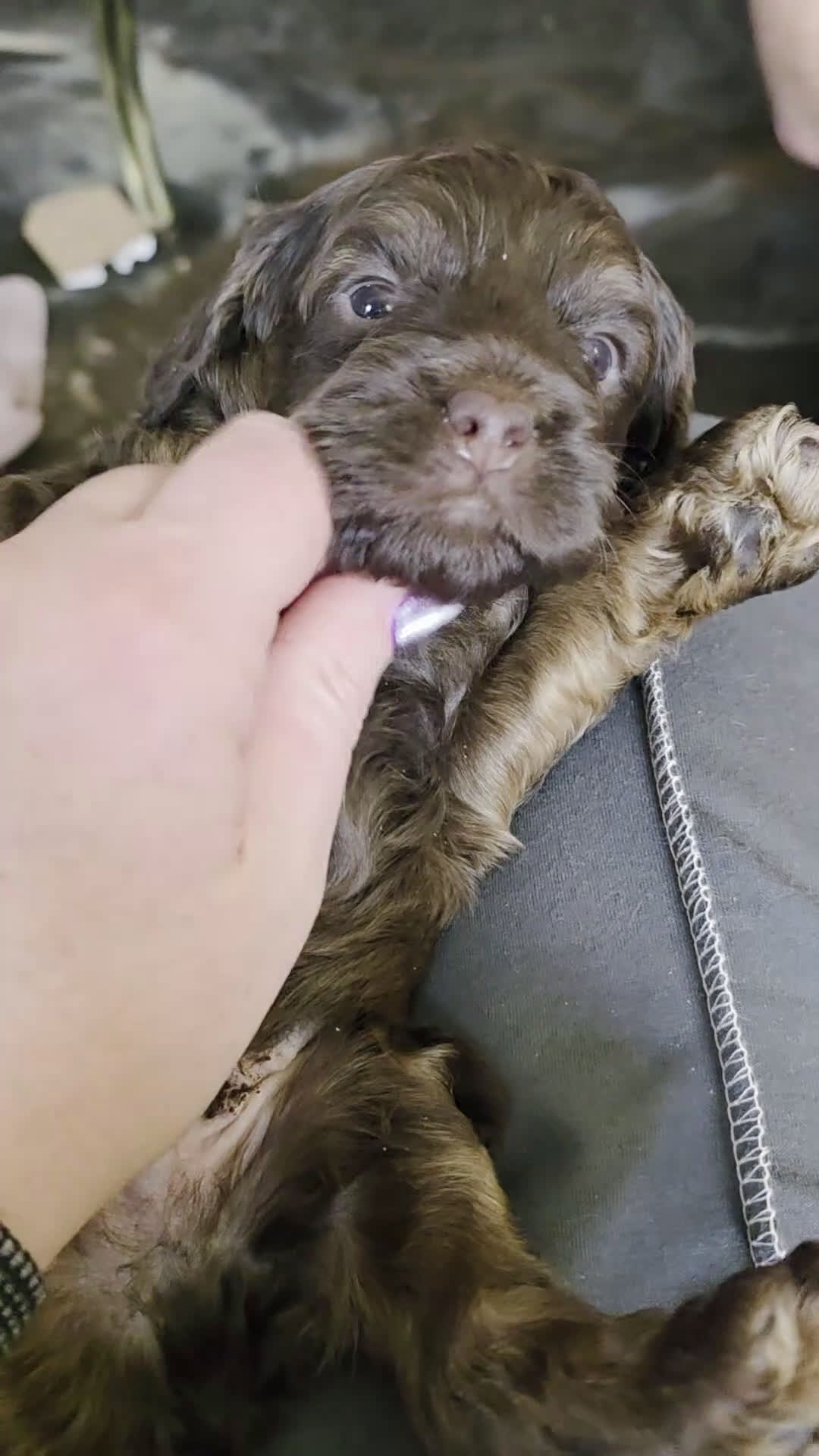 Cockapoo dogs for sale: Cockapoo Puppy 2 - Video 1