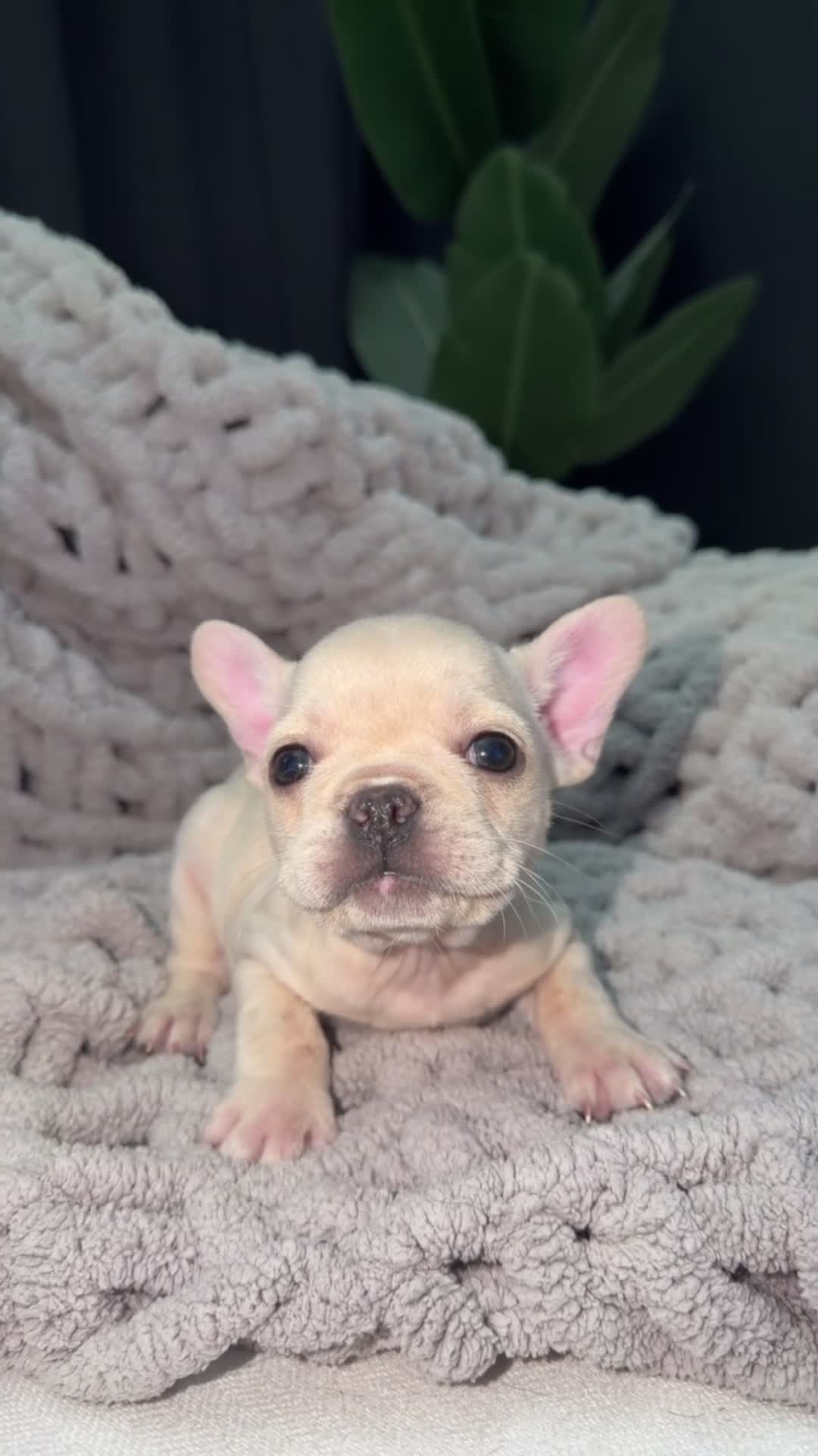 French Bulldog dogs for sale: Rose🌹🐾 - Video 1