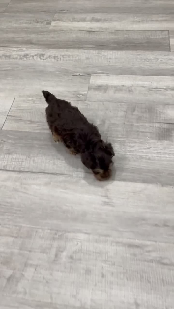 Yorkiepoo dogs for sale: Cookie - Video 1