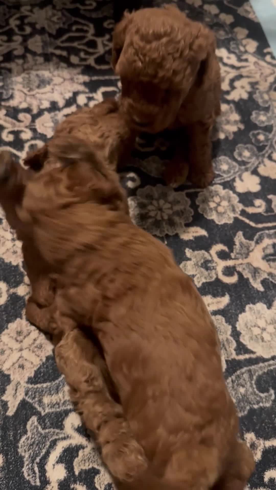 Mini Goldendoodle dogs for sale: Rory - Video 3