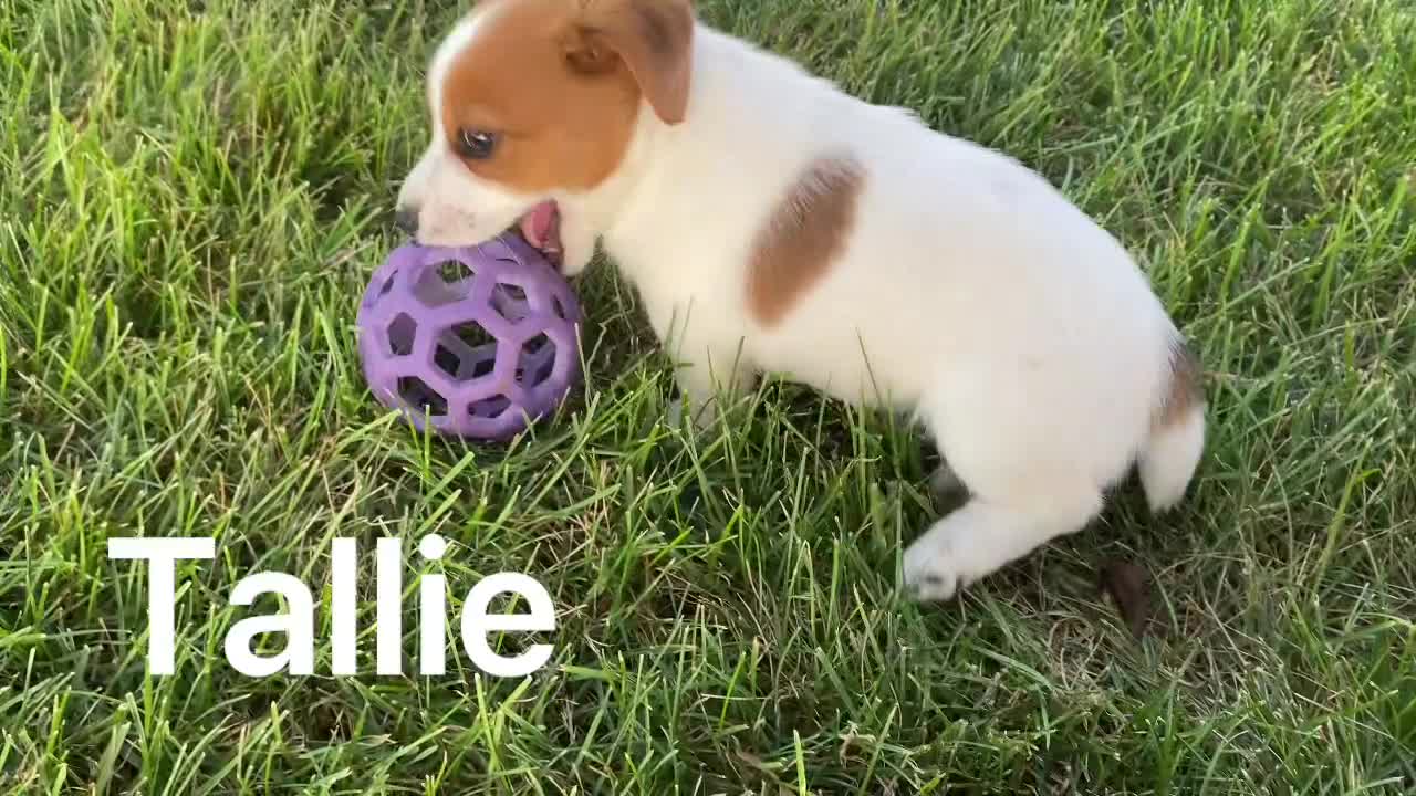 Jack Russell Terrier dogs for sale: Tallie - Video 1