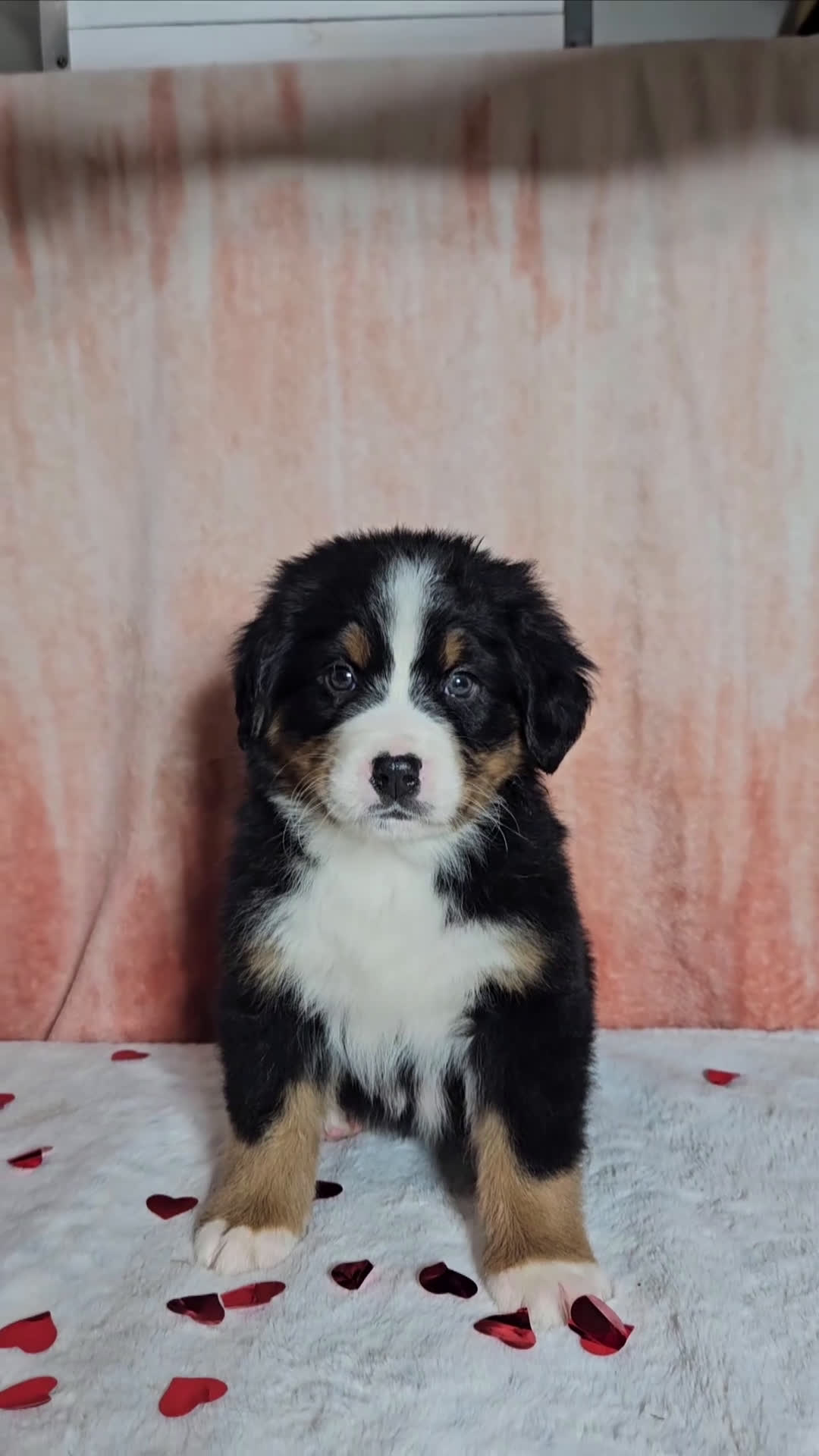 Bernese Mountain Dog dogs for sale: Everest  - Video 1