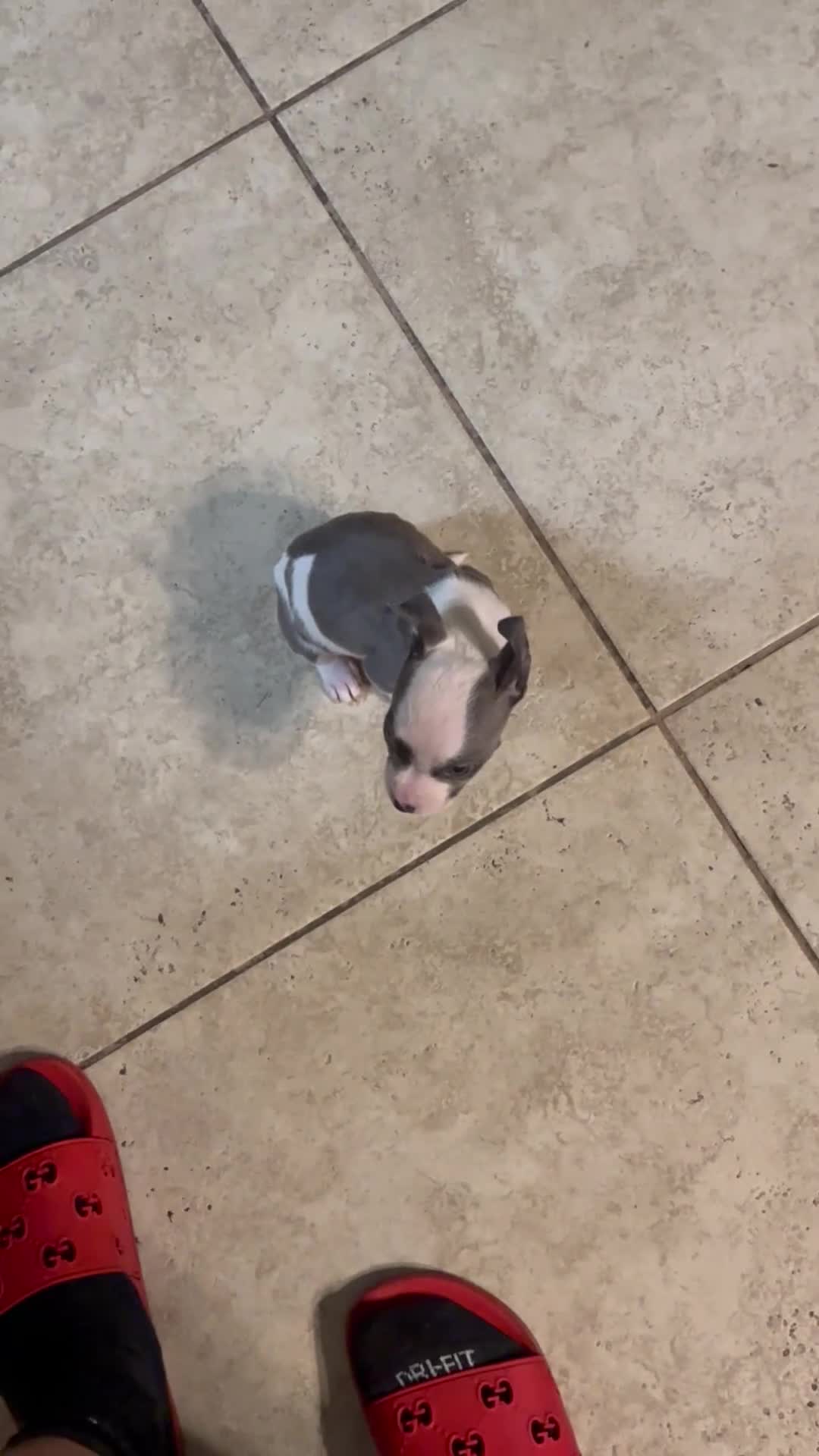 American Pit Bull Terrier dogs for sale: American Pit Bull Terrier Puppy 1 - Video 1