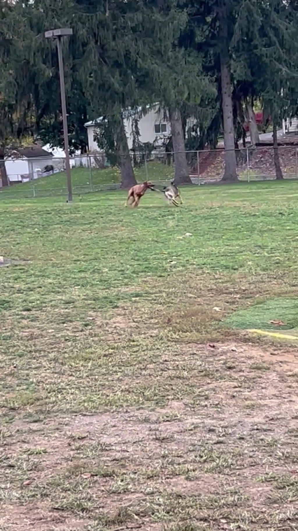 Rhodesian Ridgeback dogs for stud: Archer - Video 1