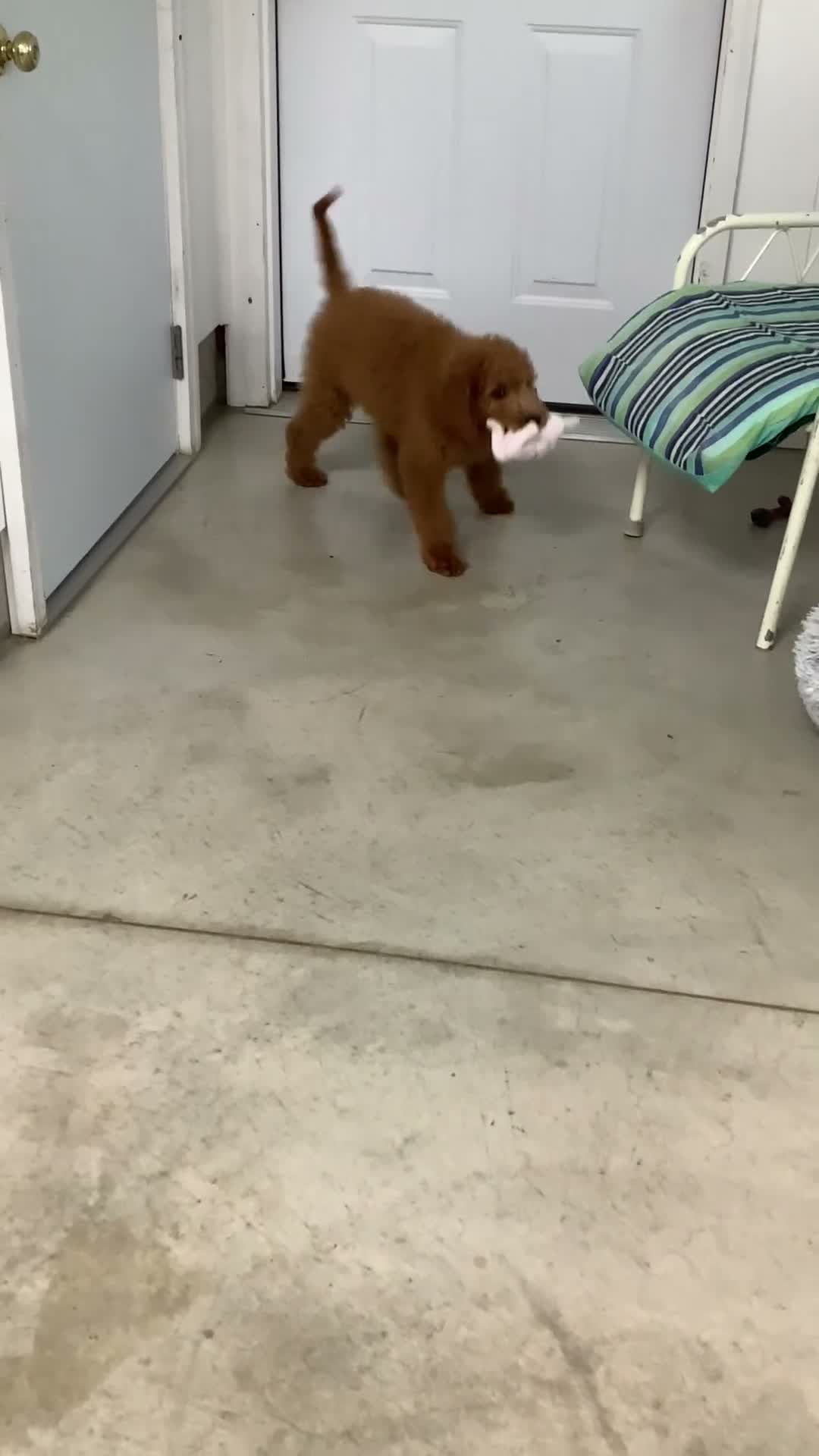 Goldendoodle dogs for sale: Goldendoodle 1 Rascal - f1b   - Video 3