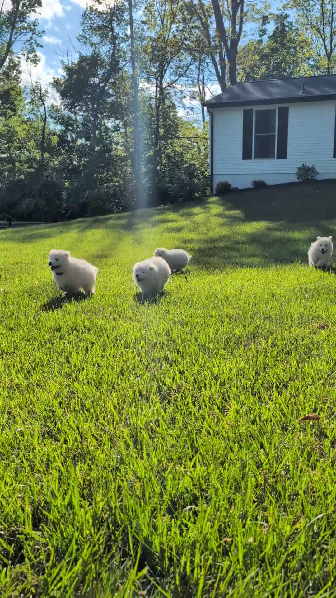 Samoyed dogs for sale: Brock - Video 1