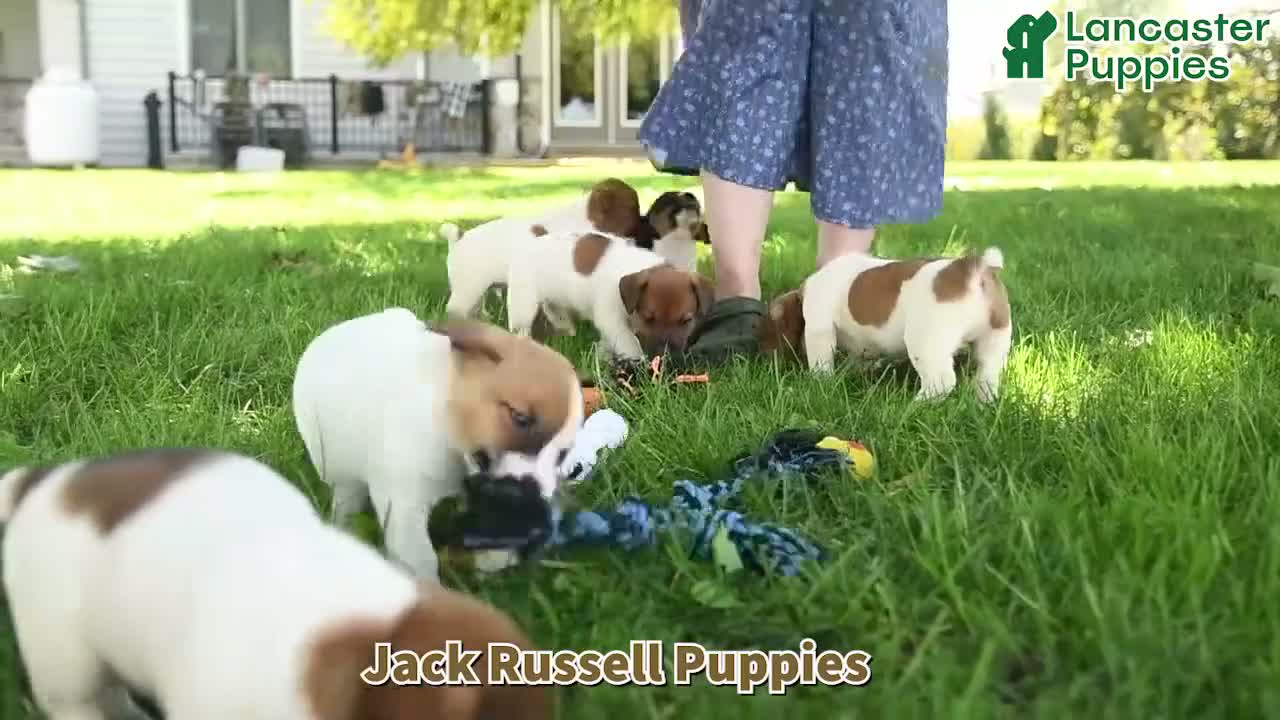 Jack Russell Terrier dogs for sale: Lakelyn - Video 1