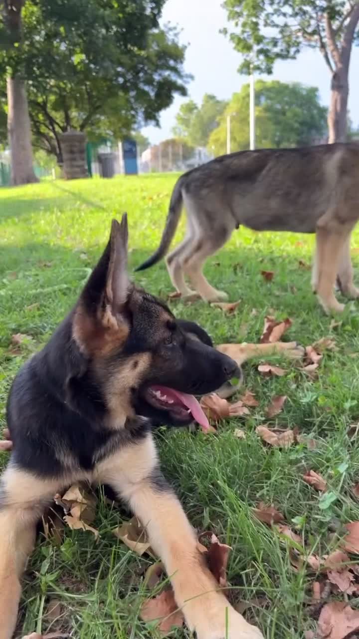 German Shepherd dogs for sale:  brownie  - Video 1