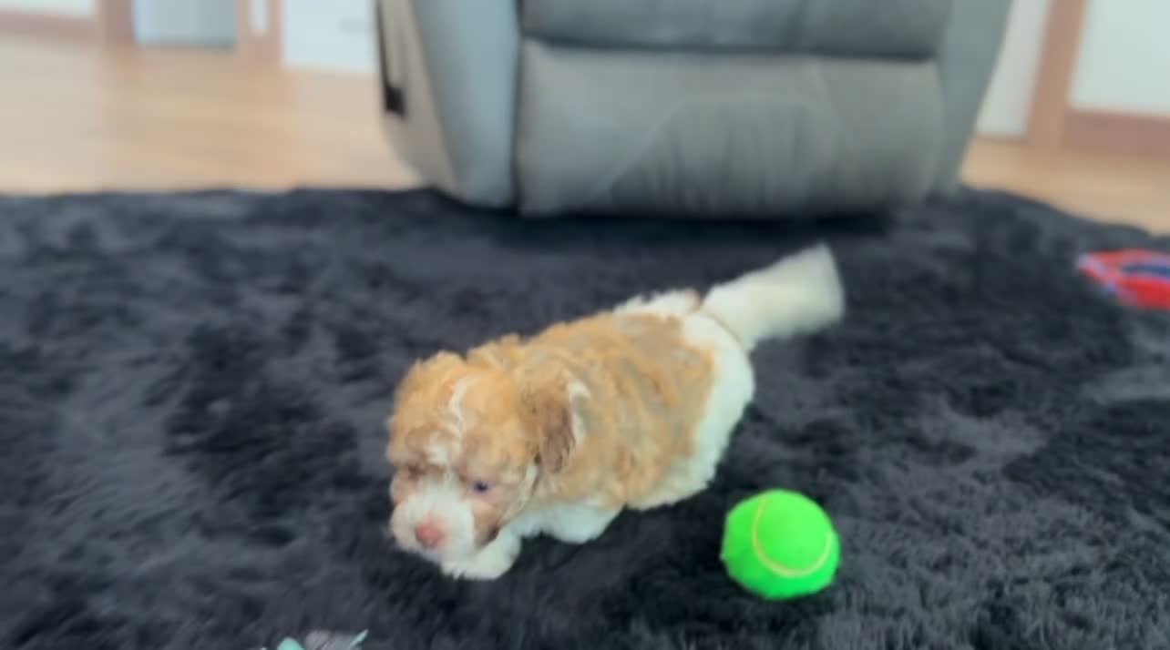 Havanese dogs for sale: Lexy - Video 1