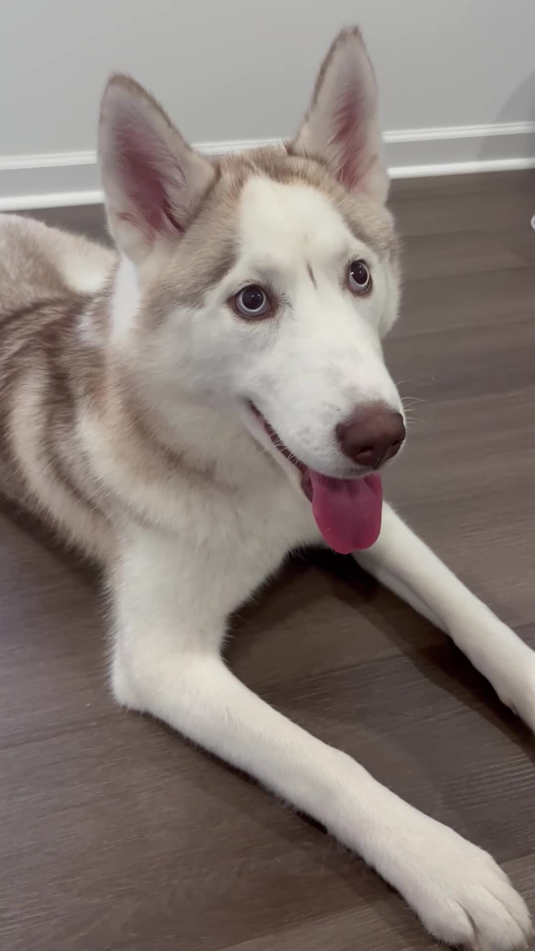 Siberian Husky dogs for sale: Dakota  - Video 1