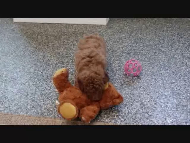 Mini Goldendoodle dogs for sale: Trooper - Video 2