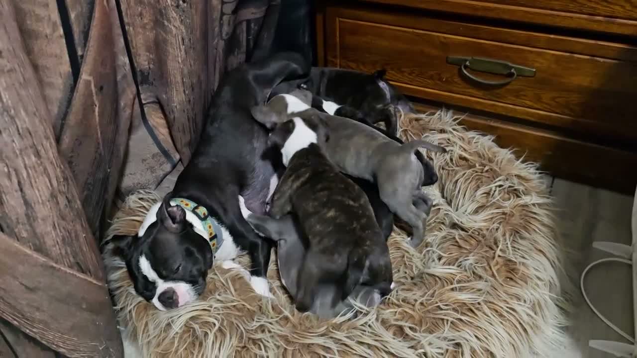 Mixed Breed dogs for sale: Frenchton male #4 - Video 1
