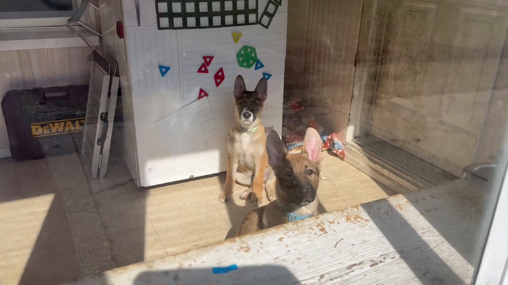 German Shepherd dogs for sale: German Shepherd Puppy 2 - Video 2