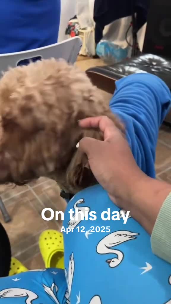 Goldendoodle dogs for stud: Noah  - Video 2