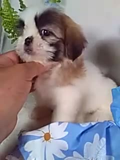 Shih Tzu dogs for sale: Millie - Video 1