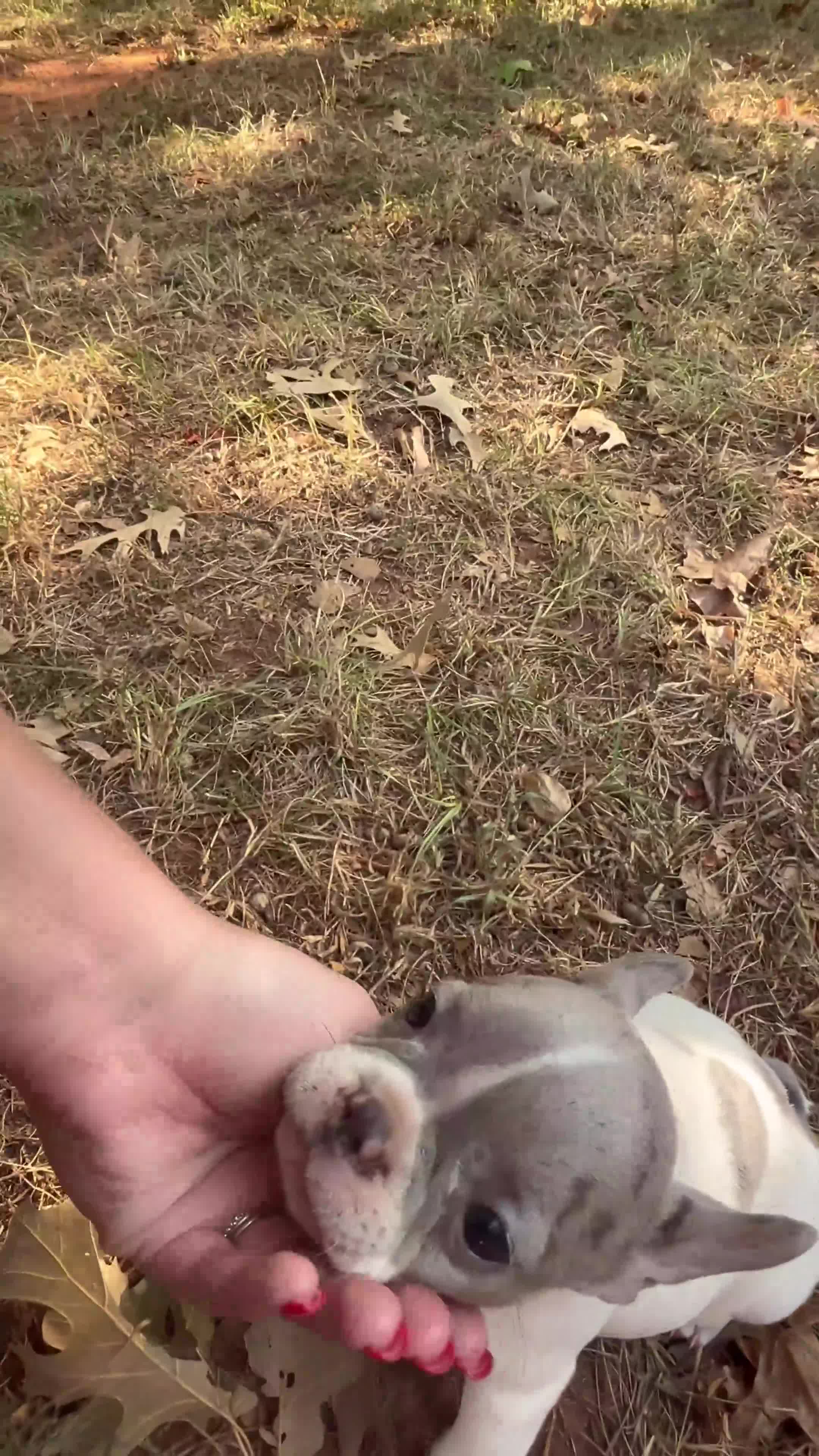 French Bulldog dogs for sale: Frances - Video 1