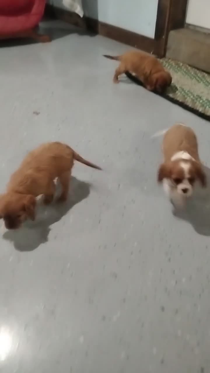 Cavalier King Charles Spaniel dogs for sale: Cavalier King Charles Spaniel 3 - Video 1