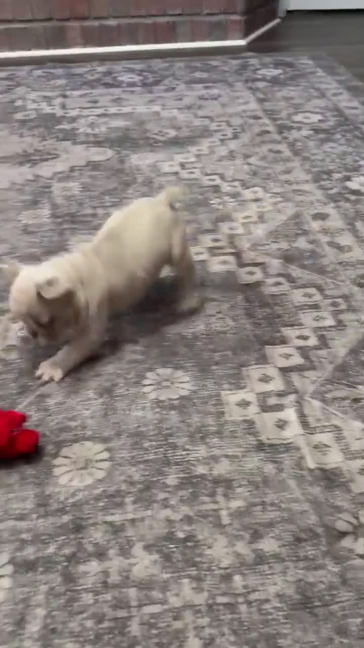 French Bulldog dogs for sale: Rachel - Video 3