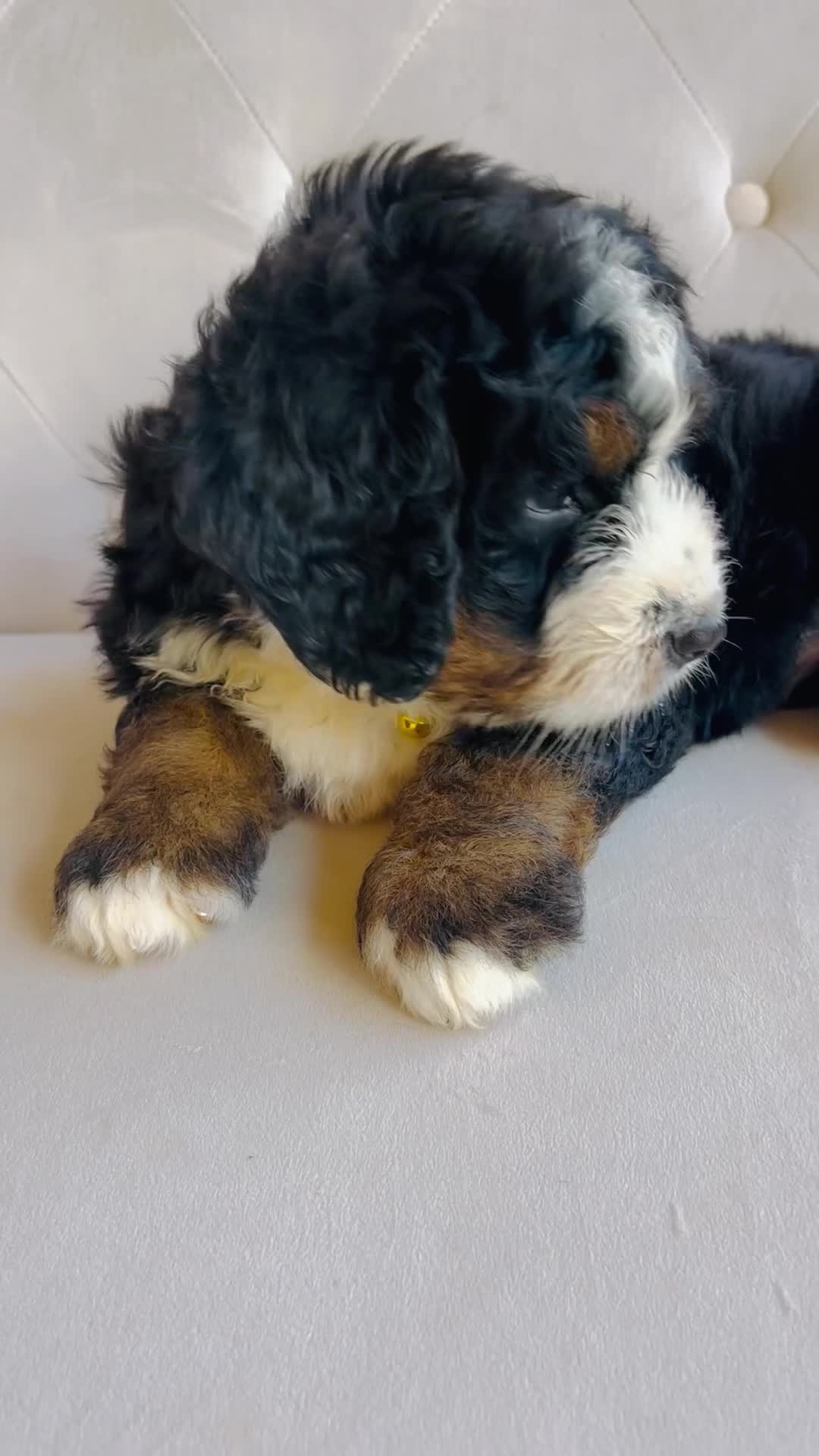 Bernedoodle dogs for sale: Strawberry kiwi- ultra Bernedoodle  - Video 1