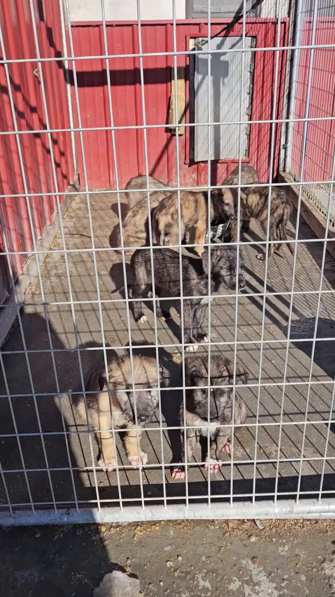 Irish Wolfhound dogs for sale: Irish Wolfhound Puppy 1 - Video 1