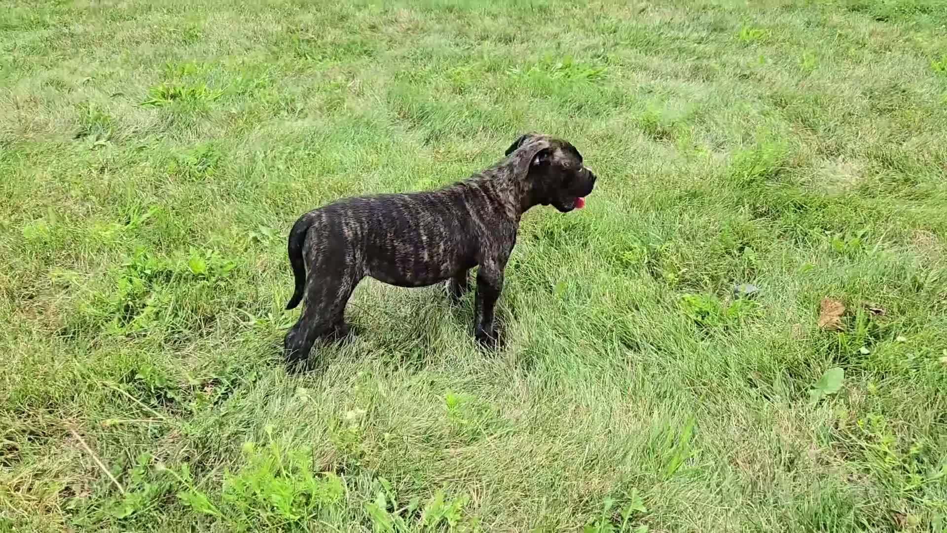 American Bulldog dogs for sale: Olivia - Video 1