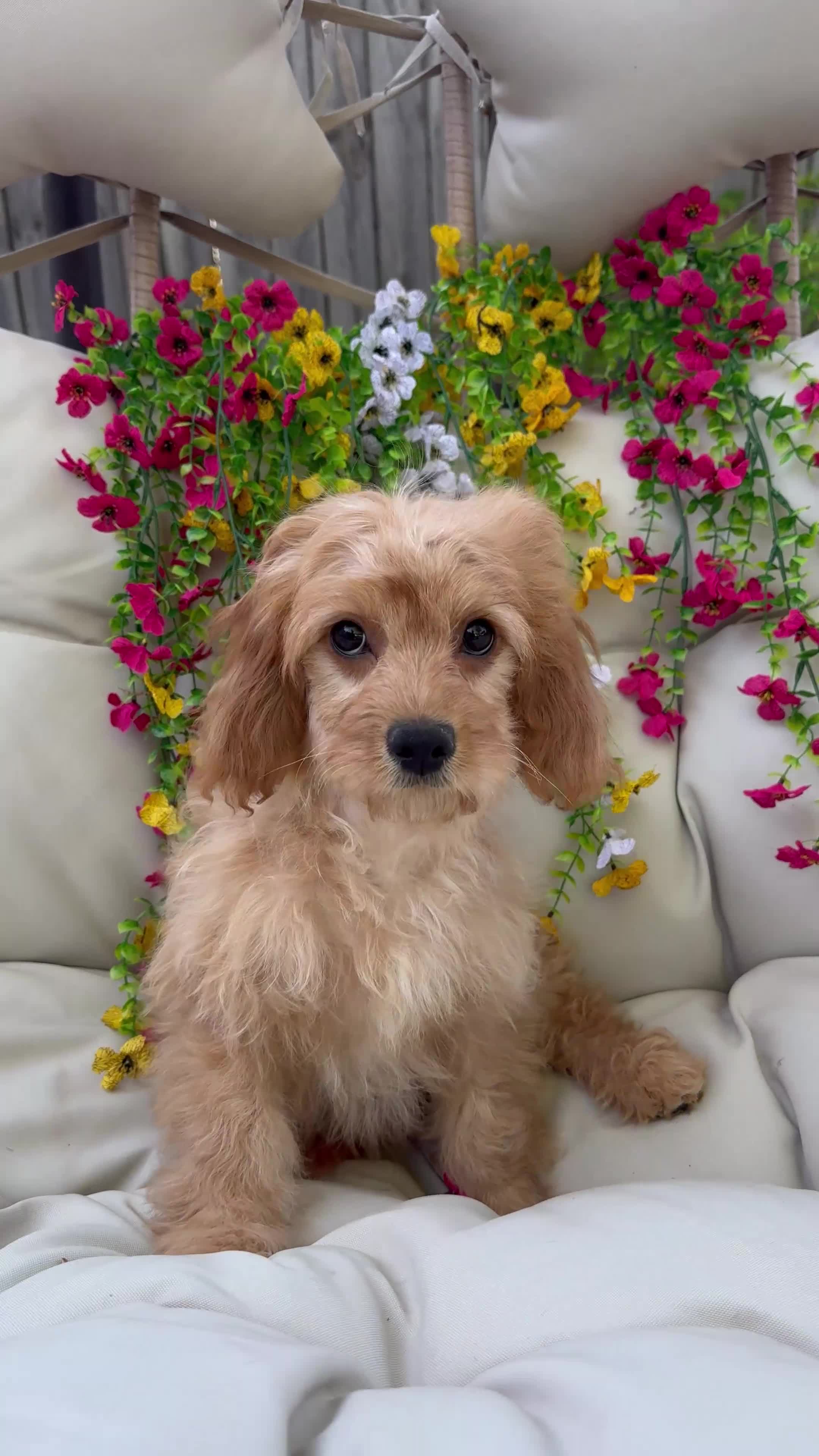 Cavapoo dogs for sale: Belle - Video 1