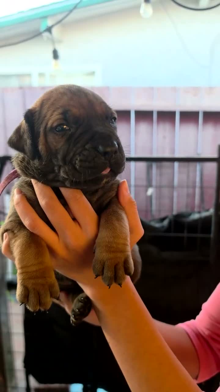 South African Boerboels dogs for sale: South African Boerboels 10 - Video 1