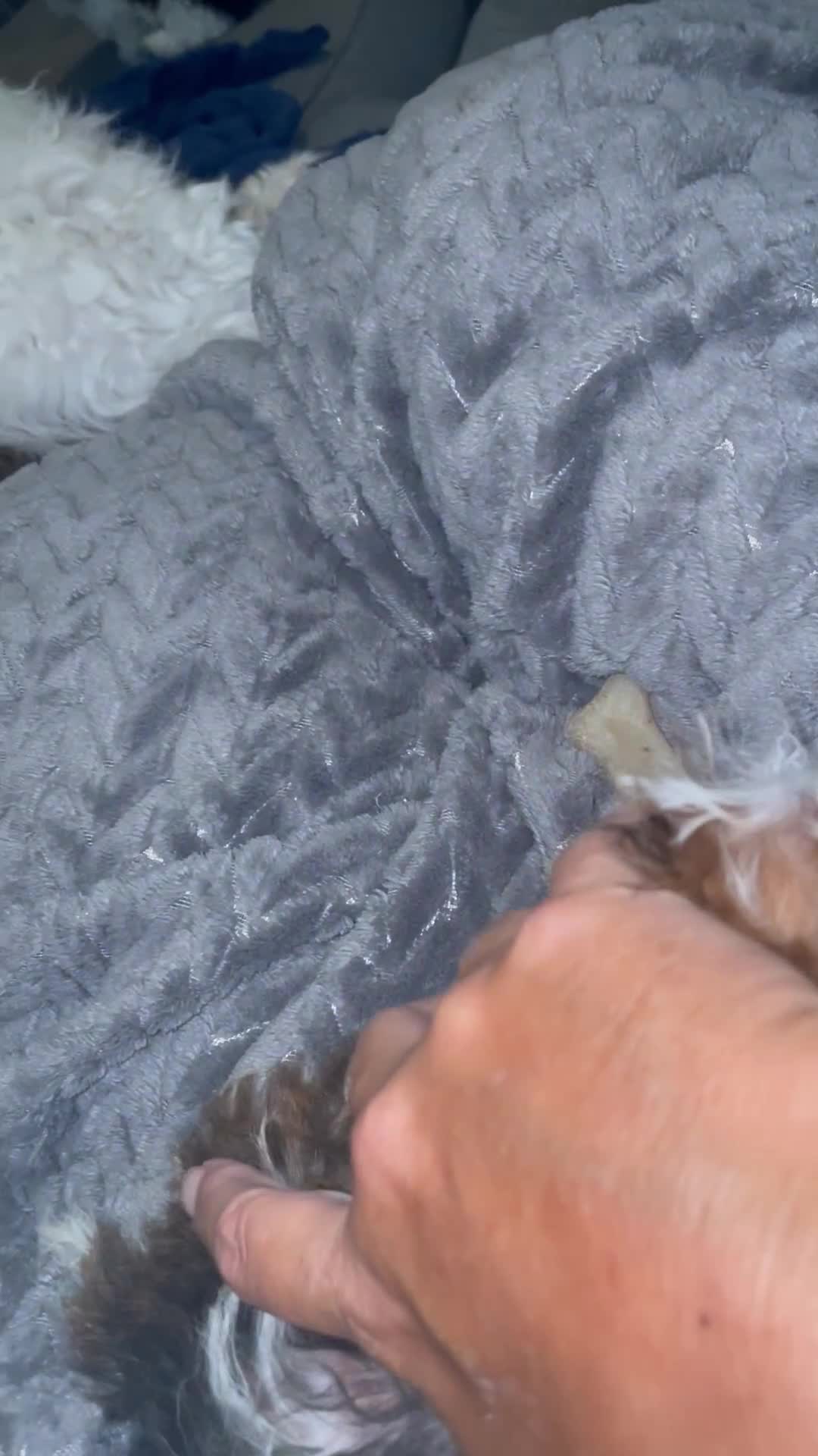 Havapoo dogs for sale: Teacup Torie - Video 1