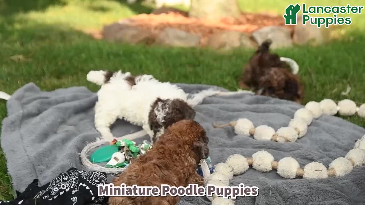 Miniature Poodle dogs for sale: Chip - Video 1