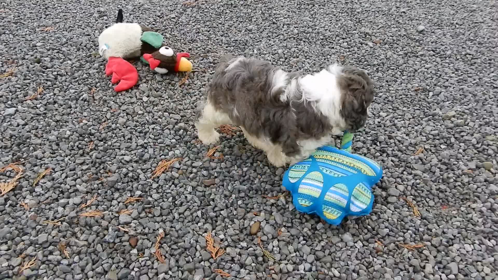 Cockapoo dogs for sale: Spot - Video 2