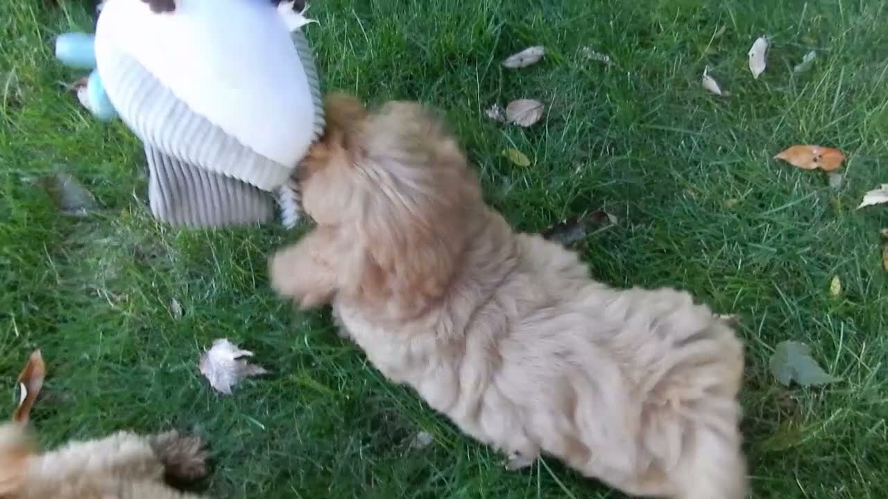 Mini Goldendoodle dogs for sale: Indy - Video 1
