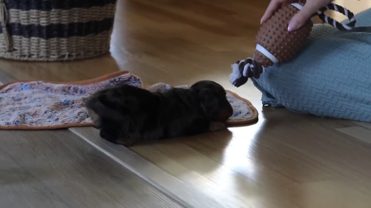 Miniature Dachshund dogs for sale: Luca - Video 2