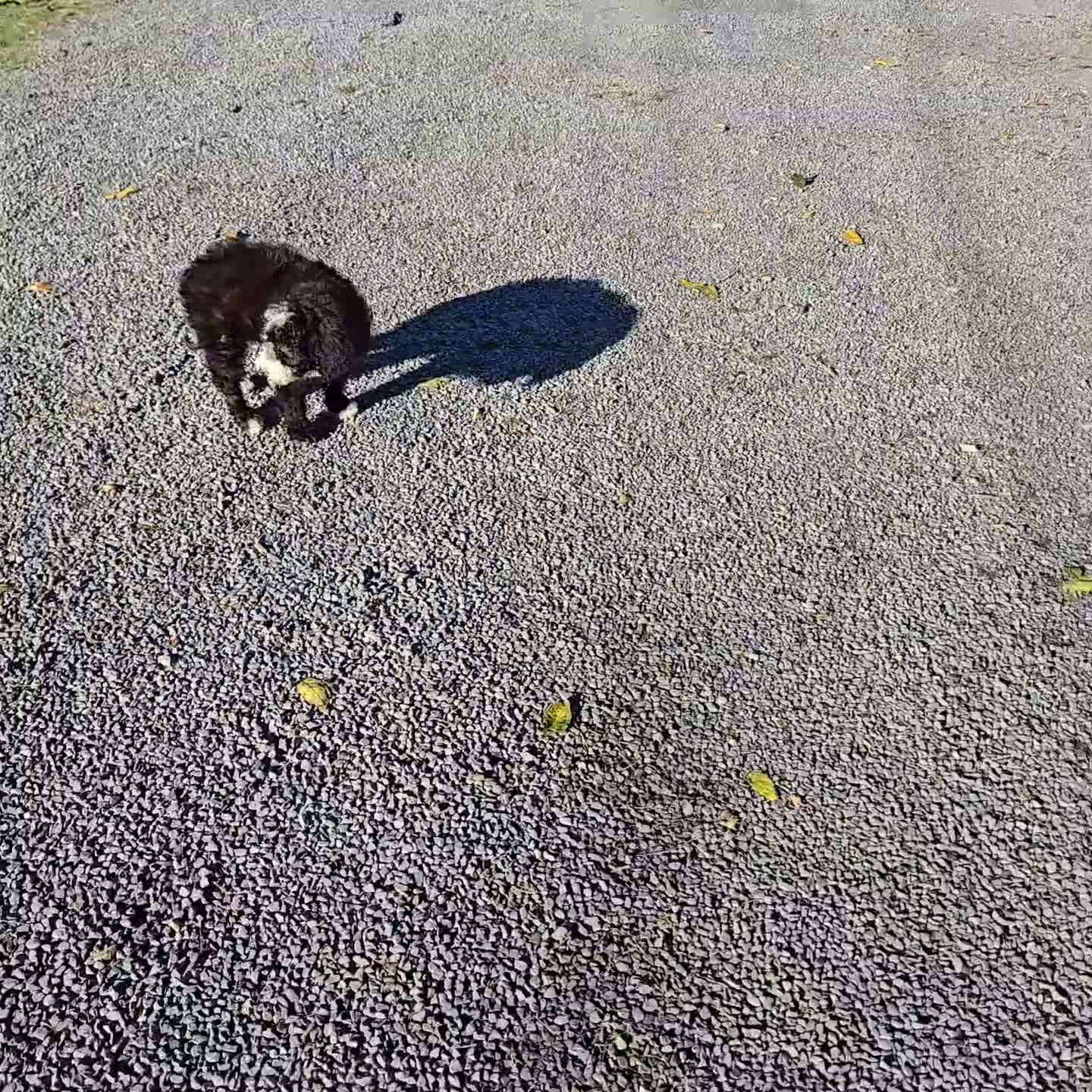 Sheepadoodle dogs for sale: Haley - Video 1